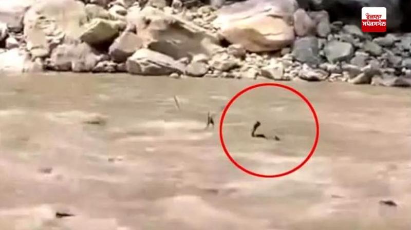 Himachal: Two tourists swept away in river due to sudden release of water from dam Himachal: Two tourists swept away in river due to sudden release of water from dam