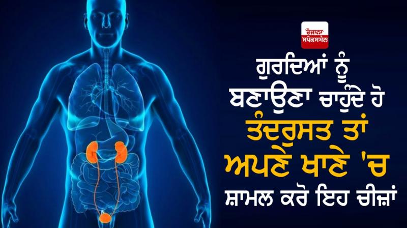 kidneys kidneys