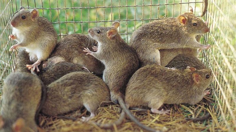 ‘Rat epidemic’ declared in New South Wales, ‘Rat epidemic’ declared in New South Wales,