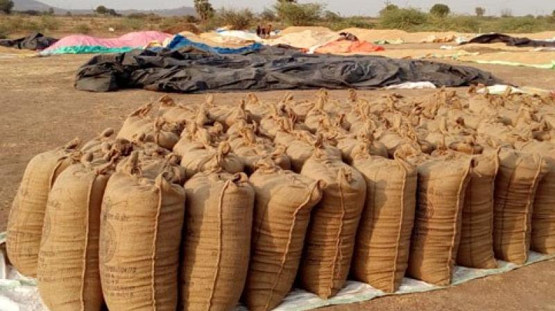 Punjab food department tighten screws against bogus paddy procurement Punjab food department tighten screws against bogus paddy procurement