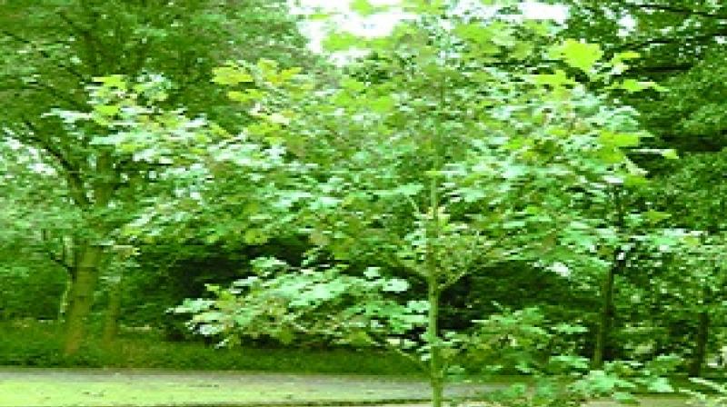 Plants Plants