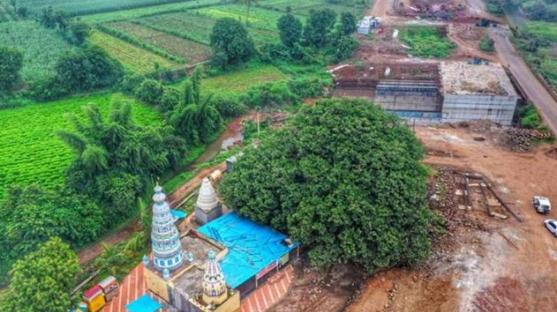 The 400-year-old tree was to be chopped for the Ratnagiri-Solapur highway project The 400-year-old tree was to be chopped for the Ratnagiri-Solapur highway project