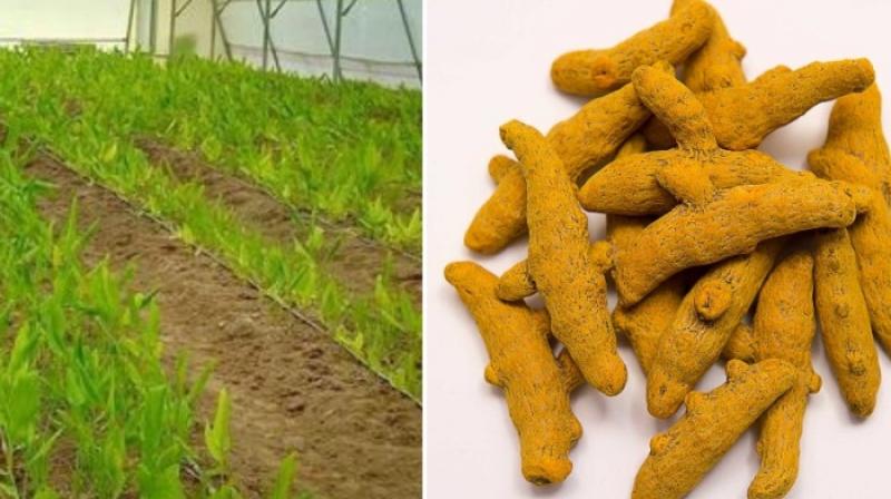 Turmeric Cultivation Turmeric Cultivation