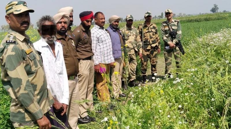 Opium cultivation caught near the international border Opium cultivation caught near the international border