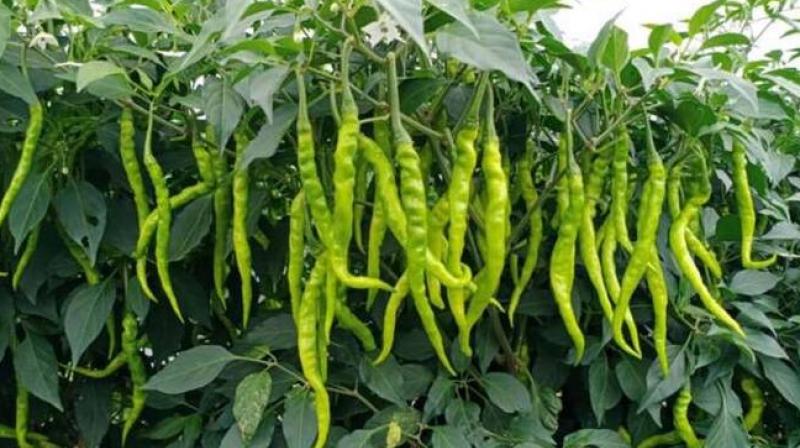 Farmers are getting rich from pepper cultivation, know how to start