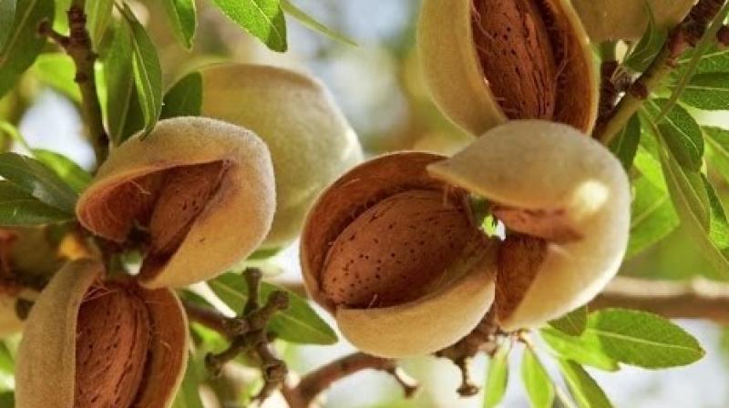 Do almond farming like this, earn lakhs of rupees Do almond farming like this, earn lakhs of rupees