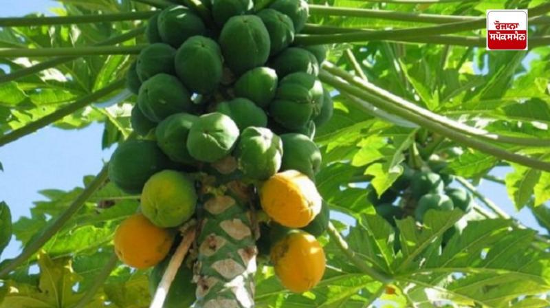 If you want to get rid of skin diseases, use raw papaya milk If you want to get rid of skin diseases, use raw papaya milk