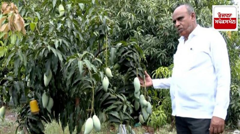Japanese mango:Pune farmer grows Japanese mango 'Miyazaki' Japanese mango:Pune farmer grows Japanese mango 'Miyazaki'