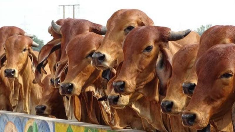 Cows Cows