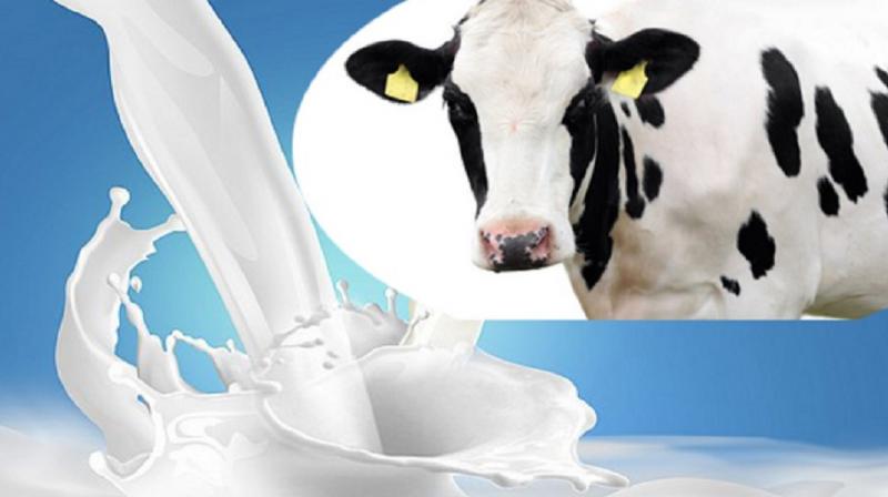 Cow milk Cow milk