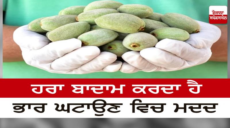 Green almonds help in weight loss Green almonds help in weight loss