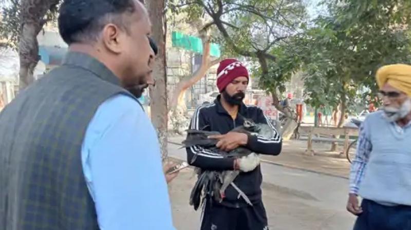 The leg of the national bird cut off with a china thief Faridkot News in punjabi The leg of the national bird cut off with a china thief Faridkot News in punjabi