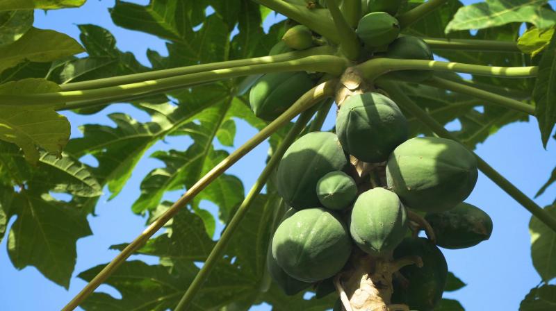 Papaya trees 