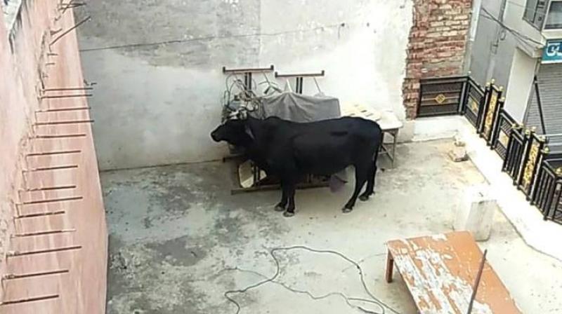 When a bull suddenly jumped on the roof of the house