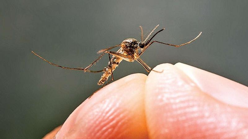 dengue dengue