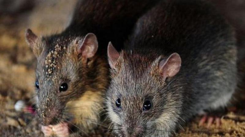 Madhya Pradesh News: cops ‘imprison’ rat for drinking seized liquor Madhya Pradesh News: cops ‘imprison’ rat for drinking seized liquor