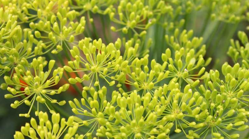  Fennel Seeds Farming 