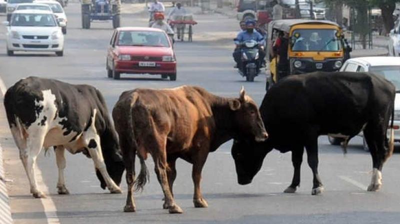 Punjab police start picking up stray cattle watch video report 