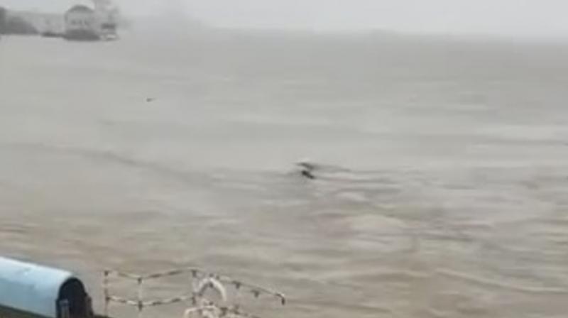 Footage captures giant river monster in china