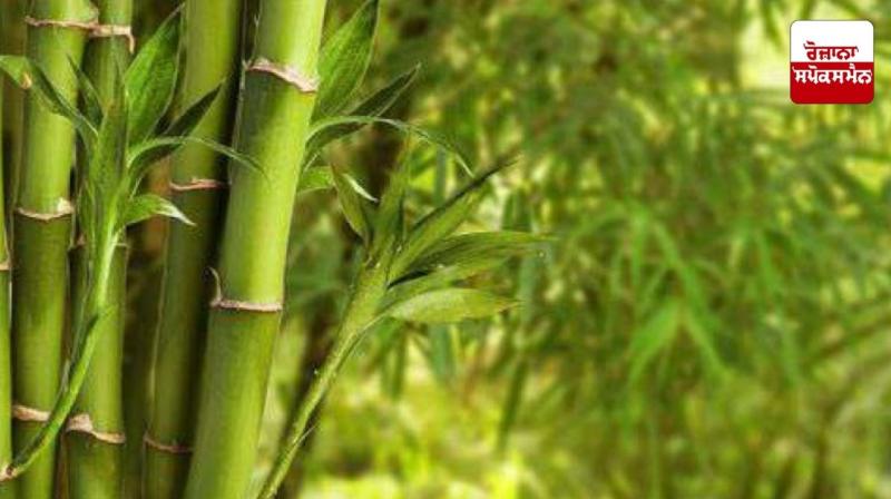 Farmers adopt bamboo farming Farmers adopt bamboo farming