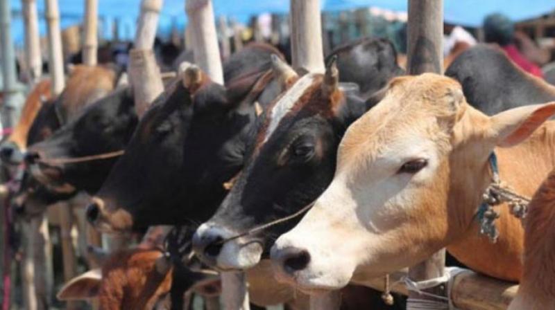 Over 100 Cows burnt alive in Ghaziabad slum fire Over 100 Cows burnt alive in Ghaziabad slum fire