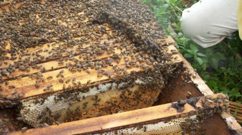 Bee keeping Bee keeping