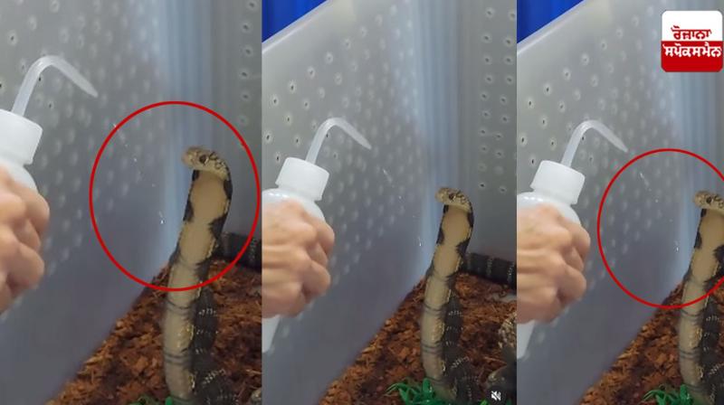SNAKE VIRAL VIDEO NEWS IN PUNJABI SNAKE VIRAL VIDEO NEWS IN PUNJABI