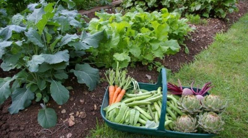 House garden