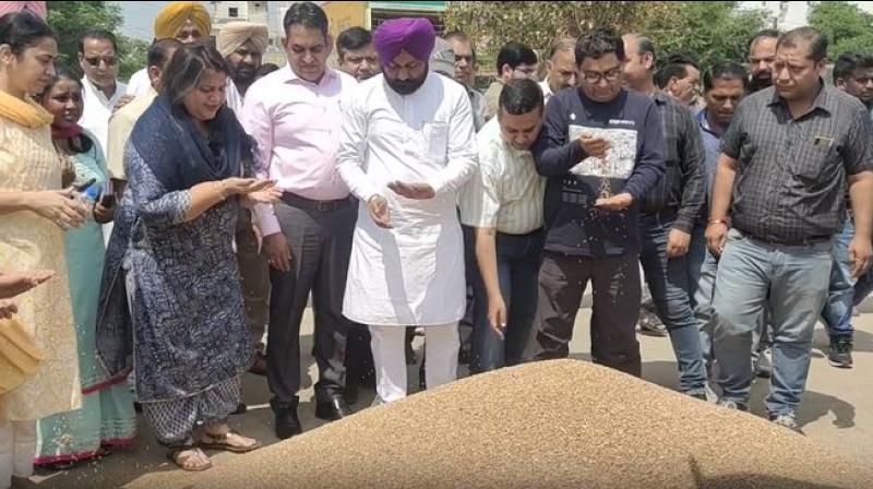 Purchase of wheat started in Rajpura Purchase of wheat started in Rajpura