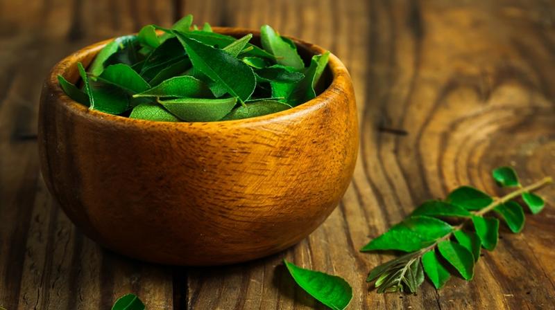 curry Leaves curry Leaves