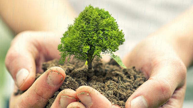 India is ahead in tree plantation