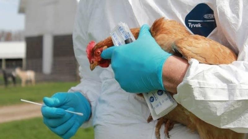 Bird Flu Test Bird Flu Test