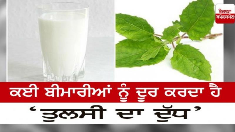 'Basil milk' removes many diseases of the body Health News in punjabi 