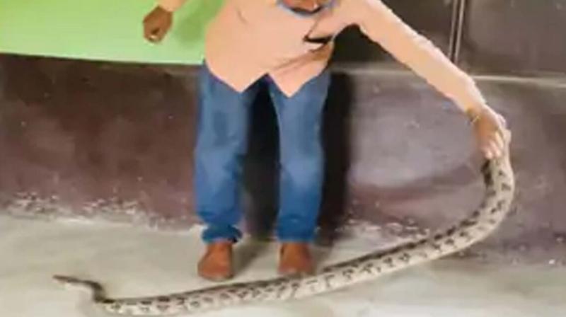 a 10 feet Long python entered the school in jalandhar a 10 feet Long python entered the school in jalandhar
