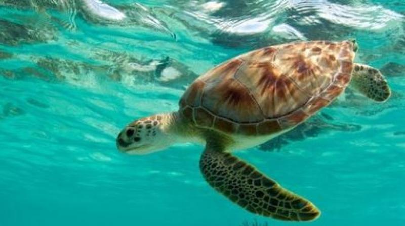 green turtles green turtles