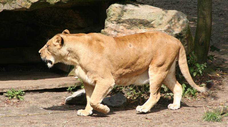 Lion & cheetah escape from zoo in Germany