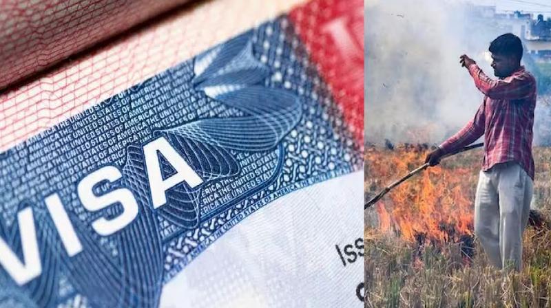 Stubble Burning in Punjab Order for Immigration Companies About Farmers Kids Stubble Burning in Punjab Order for Immigration Companies About Farmers Kids