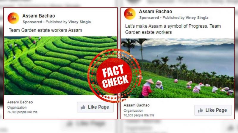 Congress Shares Photos From Taiwan Tea Garden As Assam Congress Shares Photos From Taiwan Tea Garden As Assam