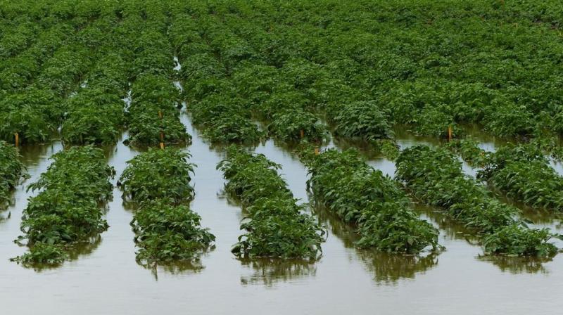Due to Rain in Doaba, Waste 50 Percent of the Potato Crop