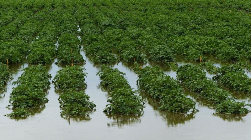Due to Rain in Doaba, Waste 50 Percent of the Potato Crop Due to Rain in Doaba, Waste 50 Percent of the Potato Crop