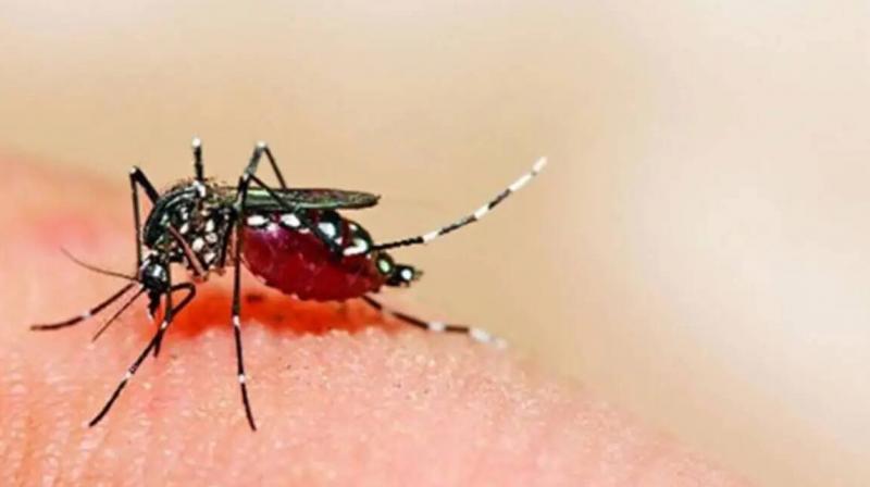 2 cases of chikungunya and 550 cases of dengue confirmed in Chandigarh 2 cases of chikungunya and 550 cases of dengue confirmed in Chandigarh