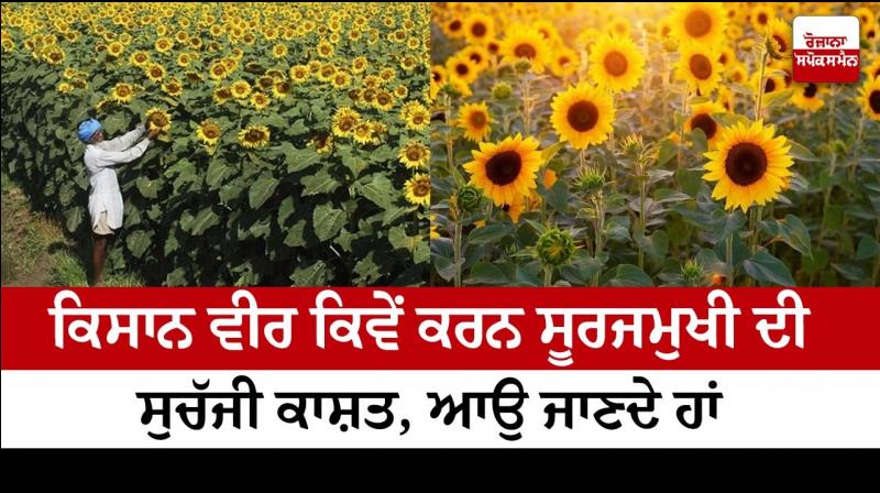 Sunflower Farming Sunflower Farming