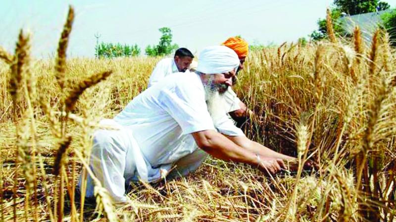 Farming Farming