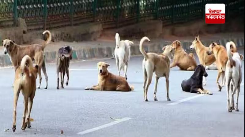 Dogs brought from Mohali and sterilised in Chandigarh Dogs brought from Mohali and sterilised in Chandigarh