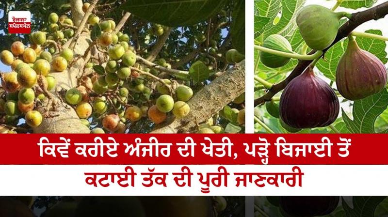 How to grow figs How to grow figs