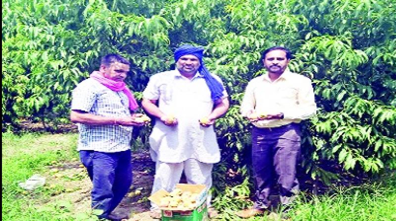 Farmers Showing Kandi and peach