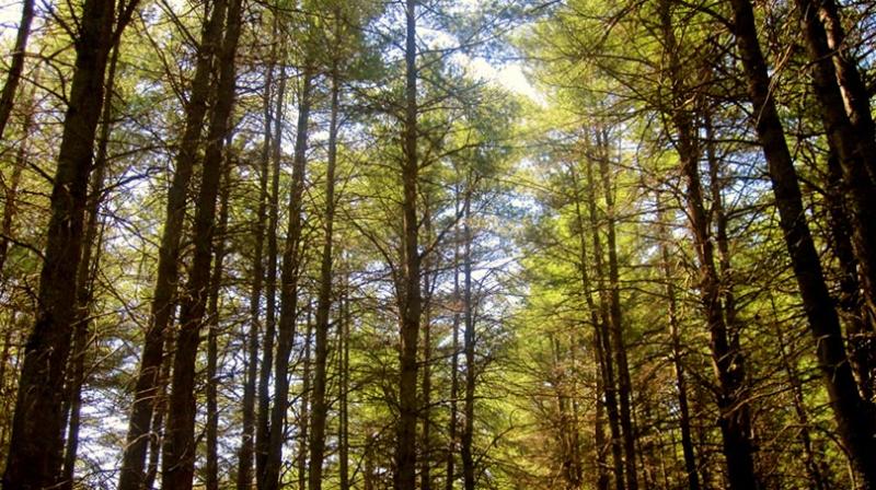 Congress accuses modi government for cutting trees Congress accuses modi government for cutting trees