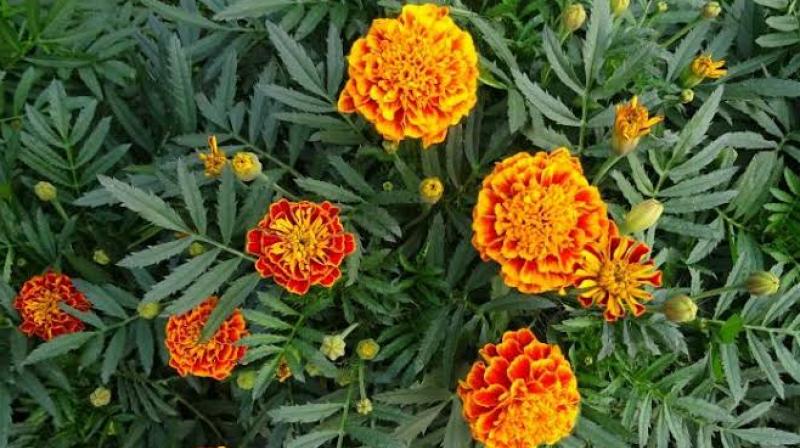 Marigolds Flower useful For Health Marigolds Flower useful For Health