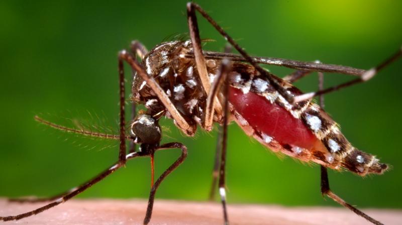 Yellow Fever Mosquito Yellow Fever Mosquito