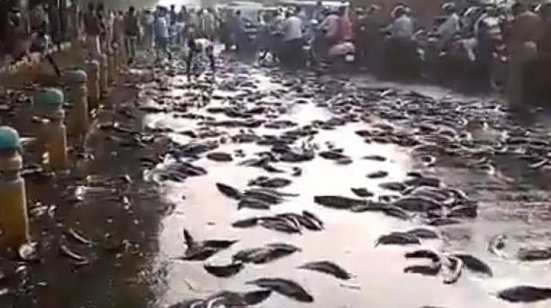 UP Kanpur Truck Carrying Fish Turns Turtle Locals Go Into Looting Frenzy